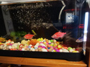 老漁匠魚(yú)缸過(guò)濾器凈水循環(huán)三合一小魚(yú)缸氧氣泵水循環(huán)系統超靜音 5W基礎版【過(guò)濾·造浪·增氧·循環(huán)·抽水】 曬單實(shí)拍圖
