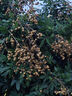 沃朗森 醫(yī)用牙膏狀抑菌除口臭去口氣重嘴巴臭口有異味難聞去黃去牙漬去煙漬牙垢牙周炎專用含氟牙科分離劑2盒 曬單實拍圖