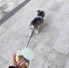 阿莫爾狗狗牽引繩遛狗繩子自動可伸縮防掙脫中小型犬泰迪柯基貓寵物用品 牛油果綠-3M 自帶反光絲 夜間更安全 曬單實拍圖