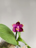 茵芙莎（IPSA）流金水200ml爽膚水補水保濕美白祛斑護膚七夕情人節(jié)禮物送女友 曬單實拍圖