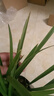 墨蘭蘭花苗盆栽帶花苞發(fā)貨精品名貴花卉綠植物室內四季好養活企黑 建蘭（育苗袋）【10株苗】 曬單實(shí)拍圖