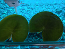 水培一葉蓮浮萍迷你水草凈化水質(zhì)魚(yú)缸造景睡蓮花水生水養花卉植物 一葉蓮 【5片裝】尺寸8-11厘米 曬單實(shí)拍圖