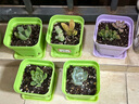 多肉植物組合盆栽陽(yáng)臺桌面喜陽(yáng)植物帶盆土果凍顏色 20顆隨機不重復【加盆土】 曬單實(shí)拍圖