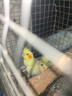 玄鳳鸚鵡活體鳥活物虎皮鸚鵡說話鳥幼鳥手養(yǎng)鳥雛鳥活體寵物 自選 2只（顏色和公母請聯(lián)系客服備注） 曬單實拍圖