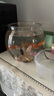 貝初眾魚(yú)缸小型魚(yú)缸圓形塑料缸仿玻璃一體生態(tài)桌面缸家用客廳金魚(yú)斗魚(yú)缸 輕巧高透魚(yú)缸 24*18.5*19.5cm【大號】 高透pet仿玻璃材質(zhì) 裸缸 打不破 摔不碎 久用不糊 曬單實(shí)拍圖
