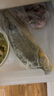 海名威 冷凍寧德黃花魚600g/條 大黃魚 深海魚 生鮮魚類 海鮮水產(chǎn)  曬單實(shí)拍圖