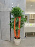 綠韻花田【兩小時達】步步高發(fā)財樹盆栽植物室內大型植物客廳開業(yè)公司門口 步步高發(fā)財樹一對 曬單實拍圖