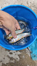 迪卡儂釣魚打水桶可折疊帶繩活魚桶折疊加厚桶裝魚桶釣箱-2428137 曬單實拍圖