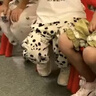 巴拉巴拉兒童褲子男女童夏季防蚊褲小童寶寶睡褲天絲可外出209225171203 曬單實(shí)拍圖