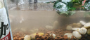 漢洋（ WATERWEEDS INDUSTRY）火山石火山巖顆粒魚(yú)缸底砂鋪底過(guò)濾材料草缸造景養(yǎng)魚(yú)用品2斤 曬單實(shí)拍圖