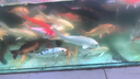 國(guó)產(chǎn)谷飼黃牛 牛腱子2斤健身新鮮牛肉生鮮超市火鍋烤肉燒烤食材 牛腱子2斤 曬單實(shí)拍圖