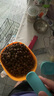素力高（SolidGold）【美毛升級(jí)款】進(jìn)口鮮肉高蛋白鱈魚魚油美毛貓糧3磅1.36/kg 曬單實(shí)拍圖