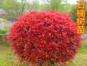 紅葉石楠樹(shù)苗工程綠化苗木籬笆植物石楠苗石楠球四季常綠庭院花壇 紅葉石楠球30厘米冠幅 曬單實(shí)拍圖