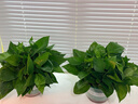 雙盟綠蘿盆栽除甲醛花卉綠植辦公室新房?jì)艋諝?80加侖2盆裝源頭直發(fā) 曬單實(shí)拍圖