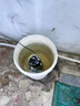 卡萊克潛水泵220v家用小型不銹鋼水泵高揚(yáng)程大流量農(nóng)用灌溉自動(dòng)抽水泵 370瓦-1寸-5米線 曬單實(shí)拍圖