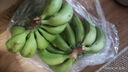 精品云南香蕉高山香蕉現(xiàn)摘新鮮水果甜生青香蕉banana自然熟綠皮 精品高山蕉 9斤 曬單實(shí)拍圖