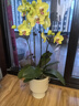 花點(diǎn)時(shí)間蝴蝶蘭盆栽帶花苞綠植鮮花花卉客廳辦公室裝飾擺件送長(cháng)輩源頭直發(fā) 曬單實(shí)拍圖