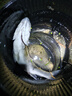 川澤新關(guān)東魚(yú)鉤綁好子線(xiàn)雙鉤成品套裝釣魚(yú)神器鯽鯉大物鰱鳙鉤黑坑魚(yú)鉤 60CM(鉤0.8線(xiàn)1.0+鉤1.0線(xiàn)1.2） 新關(guān)東無(wú)刺盒裝（共20付） 曬單實(shí)拍圖