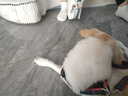 迪普爾狗鏈狗繩狗狗牽引繩泰迪狗鏈子小型犬牽引繩遛狗繩子寵物用品項圈 牛仔繩L：建議20-40斤 曬單實(shí)拍圖