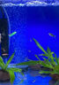 魚(yú)缸清洗神器魚(yú)缸水質(zhì)凈化劑魚(yú)缸凈水劑50年不換水去綠去黃水神器 買(mǎi)二贈一【魚(yú)缸一滴清】三瓶裝 曬單實(shí)拍圖