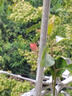 云南深紫色棒棒糖三角梅花盆栽三角梅紫色球形開花陽(yáng)臺(tái)品種庭院 玻璃紅【2年苗當(dāng)年開花適合盆栽】 曬單實(shí)拍圖