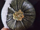 新鮮嫩南瓜高原夏菜旱地種植圓綠皮嫩南瓜當季蔬菜 嫩南瓜 3斤 曬單實(shí)拍圖