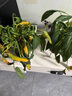 領(lǐng)沃植物通用營養(yǎng)液花肥料家用濃縮盆栽發(fā)財樹富貴竹綠蘿多肉水培花卉 通用型2500ml*1瓶【年終鉅惠】 曬單實拍圖