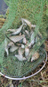 西部風(fēng)西部風(fēng)老壇蜂蜜甜薯玉米夏季野釣鯉魚(yú)草魚(yú)青魚(yú)發(fā)酵雜糧甜香味窩料 老壇蜂蜜甜薯玉米800g 曬單實(shí)拍圖