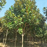 慕爾森廣玉蘭樹(shù)苗耐寒大葉玉蘭樹(shù)苗銀杏樹(shù)庭院梧桐樹(shù)綠化苗木行道樹(shù) 廣玉蘭 4公分粗 曬單實(shí)拍圖