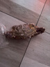 舟山梭子蟹鮮活特大野生大螃蟹新鮮冷凍海鮮水產(chǎn)海蟹飛蟹白蟹順豐 9兩以上/只【5斤 超大野生肥美】 曬單實(shí)拍圖