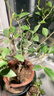 三思京東集采JC系列全光譜植物燈補光燈仿太陽(yáng)光植物生長(cháng)盆夾燈-5W 曬單實(shí)拍圖