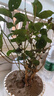 重瓣茉莉花盆栽濃香型南方四季開花帶盆驅(qū)蚊綠植花卉室內(nèi)陽臺庭院 茉莉4~5棵帶花苞發(fā)貨【送郁金香高檔陶瓷盆】 曬單實拍圖