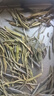招發(fā)娣【一斤500克】明前黃金芽白茶安吉2025新茶高山綠茶正宗白茶濃香 500g 曬單實(shí)拍圖