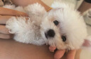 比熊幼犬活體純種比熊寵狗狗活體狗狗幼犬幼崽小狗 血統級 SSS級 公 曬單實(shí)拍圖