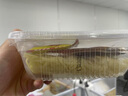 紅燒牛肉味鮮拌面方便速食盒裝泡面方便加熱即食速食鮮拌面拉面 紅燒牛肉味鮮拌面255g*1盒 曬單實(shí)拍圖
