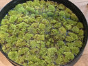苔蘚鮮活青苔白發(fā)蘚微景觀(guān)造景水陸缸假山盆栽迷你植物diy材料 小白發(fā)蘚一盒 曬單實(shí)拍圖