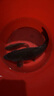 劉志強全能腥全能香餌料鯽魚(yú)鯉魚(yú)打窩料野釣魚(yú)餌料通殺魚(yú)餌窩料打窩 全能腥1包+香1包+三體1包 曬單實(shí)拍圖
