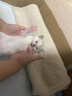 速諾 阿莫西林克拉維酸鉀片犬貓抗生素鼻支口炎牙齦炎感冒咳嗽打噴嚏 50mg【10?！?曬單實(shí)拍圖