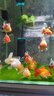 創(chuàng)寧魚缸加熱棒自動(dòng)恒溫變頻 烏龜?shù)退恍⌒兔阅惴缆╇娭悄芗訙仄?外置顯示調(diào)節(jié)【1200W】推薦400-700L水用 曬單實(shí)拍圖