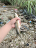 一味冰藍(lán)粉魚漂浮漂電子漂鯽魚漂高靈敏醒目加粗釣夜光漂 變色款-7號 曬單實(shí)拍圖