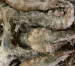 賣(mài)魚(yú)郎先生青島鹽凍大蝦凈重3.6斤 20-25只/斤 白蝦基圍蝦生鮮 蝦類(lèi) 曬單實(shí)拍圖