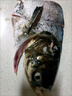 亞又婧 千島湖大魚(yú)頭新鮮大魚(yú)頭胖頭魚(yú)鳙魚(yú)花鰱大頭魚(yú)包頭魚(yú)鮮活 千島湖魚(yú)頭6斤 曬單實(shí)拍圖