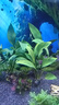 【京東物流】水草套餐 好養耐活真水草植物綠菊大葉綠九冠魚(yú)缸 三頭丹麥榕沉木 曬單實(shí)拍圖