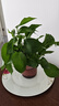 綠有意綠蘿盆栽除甲醛室內(nèi)好養(yǎng)花卉植物綠蘿批發(fā)辦公室新房裝修凈化空氣 110#原盆儲(chǔ)水盆10盆裝+4肥 帶盆帶土發(fā)貨 曬單實(shí)拍圖