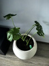 德沃多肥料小支植物營(yíng)養液通用18支水培花卉綠植花肥料生根液園藝濃縮種植液 曬單實(shí)拍圖