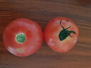 京鮮生沙瓤粉西紅柿 凈重3斤 單果100g+果菜兩吃 源頭直發(fā) 【搜生鮮館】 曬單實(shí)拍圖