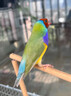 七彩文鳥(niǎo)鳥(niǎo)糧飼料五子黍谷雜糧文鳥(niǎo)芙蓉金絲雀鸚鵡幼崽專(zhuān)吃鳥(niǎo)糧食 一瓶【文鳥(niǎo)最?lèi)?ài)】400ml 曬單實(shí)拍圖