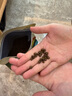 愛肯拿（ACANA）狗糧 幼犬小型犬 全價小顆粒無谷雞肉高蛋白進(jìn)口犬糧2kg 效期26/3 曬單實拍圖