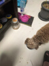 多可特（D-cat）狗罐頭狗零食罐頭成犬幼犬全品種狗糧伴侶狗狗濕糧膳食罐 2階幼犬羊奶肉塊罐85g5罐 曬單實(shí)拍圖