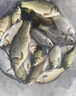 鯽魚(yú)餌料野釣專(zhuān)用主攻大板鯽藍鯽黑坑四季通殺打窩料小藥魚(yú)食釣餌 一袋裝【釣不盡興】體驗裝 曬單實(shí)拍圖